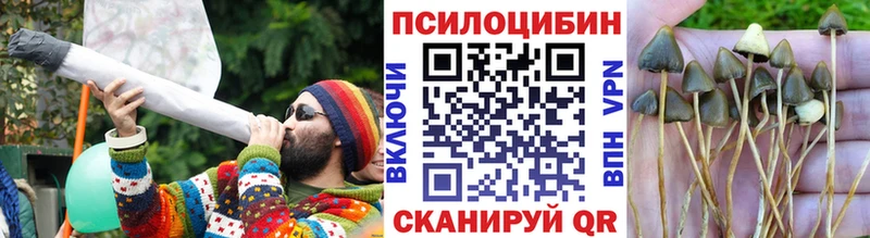 Псилоцибиновые грибы Psilocybine cubensis  купить наркотик  Новоузенск 